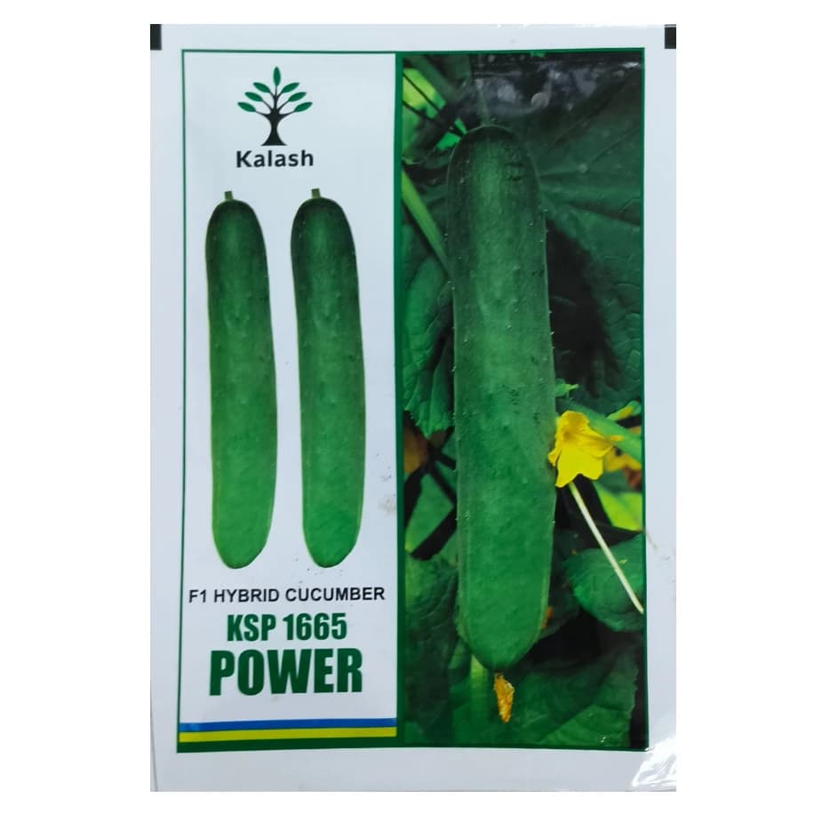 Kalash KSP 1665 Power F1 Hybrid Cucumber Seeds, Early Maturity & High Yield - Image 1