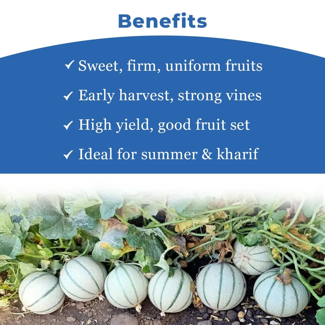 Sagar Seeds Vijay Muskmelon (Kharbuja) Seeds - Image 4