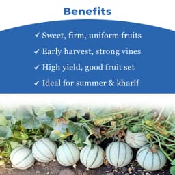 Sagar Vijay F1 Muskmelon Seeds, Superior Quality, High Yielding Variety With Uniform Fruit Size 4