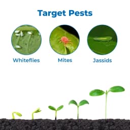 Ju Century Bifenthrin 10% Ec Insecticide, For The Management Of Different Type Of Larvae And Sucking Pests 3