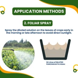 Pasuthai Panchagavya Liquid Plant Growth Promoter, Promotes Healthy plant Growth & Boosts Soil Microbial Activity 8