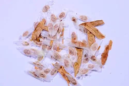 RK Seeds- Tecoma Stans seeds,Yellow Bell Flower Seeds, Trumpet Flower, Yellow Color Flower Tree Seeds, Ornamental Plant Seeds,Live Fencing seeds - Image 2