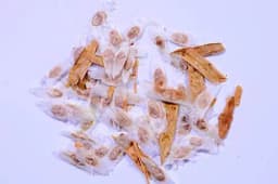 RK Seeds- Tecoma Stans seeds,Yellow Bell Flower Seeds, Trumpet Flower, Yellow Color Flower Tree Seeds, Ornamental Plant Seeds,Live Fencing seeds 1