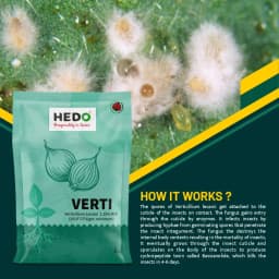 HEDO Verti (Verticillium Lecanii 1.15% Wp) Bio Pesticide, Targets A Wide Range Of Pests Like Aphids, Thrips, Etc 3
