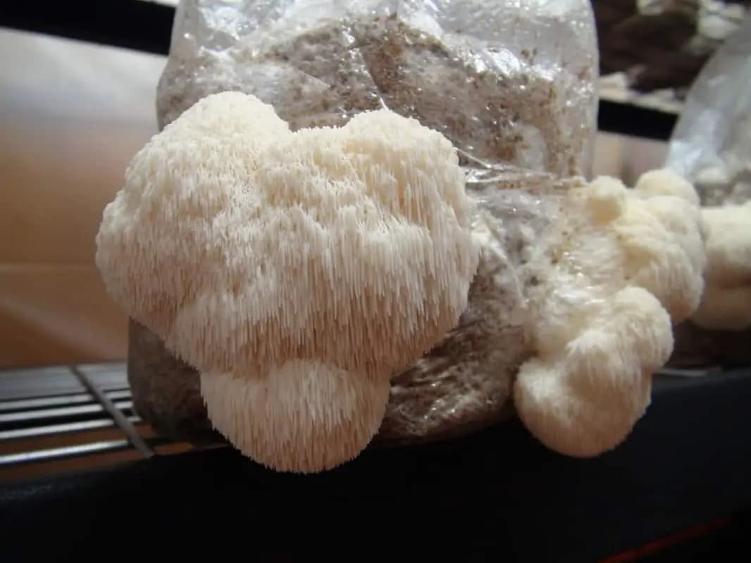 Lions Mane Mushroom Spawn Seed. White, globe-shaped fungi that have long, shaggy spines. - Image 4