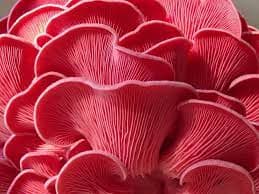 SporeKart Oyster Mushroom Combo ( Pink, yellow, Gray, White ), 350 GM Each. - Image 1