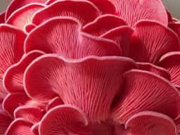 Shroomness Oyster Mushroom Combo ( Pink, yellow, Gray, White ), 350 GM Each. 2