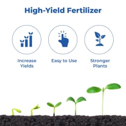 Coromandel Gromor Sulphamax Fertilizer, Faster Release Of Sulphur, Improves Quantity and Quality of Yield 3