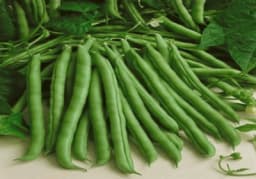 Iris Hybrid Vegetable Seeds French Beans, Chavalicha Shega, Sem Ke Beej, Best For All Season (15 Seeds) 1