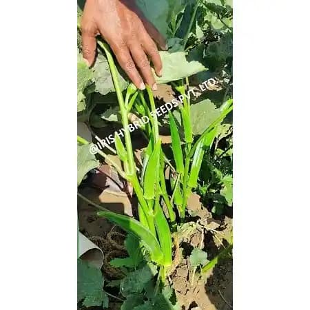 Iris Hybrid Vegetable Seeds F1 Hybrid Okra (Bhindi) Shivani, Attractive Green Color, Good Tolerance - Image 2