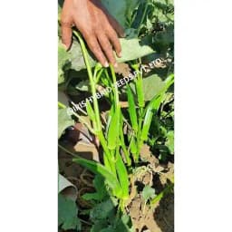 Iris Hybrid Vegetable Seeds F1 Hybrid Okra (Bhindi) Shivani, Attractive Green Color, Good Tolerance 2
