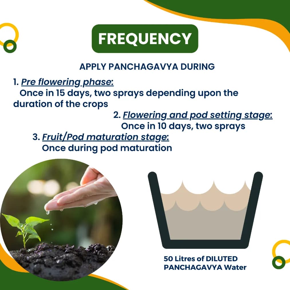 Pasuthai Panchagavya Liquid Plant Growth Promoter, Promotes Healthy plant Growth & Boosts Soil Microbial Activity - Image 5