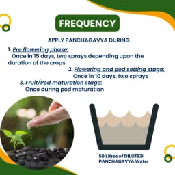 Pasuthai Panchagavya Liquid Plant Growth Promoter, Promotes Healthy plant Growth & Boosts Soil Microbial Activity 5