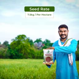 Sri Sai Forestry Sorghum Sudan Grass Fodder Seeds For Goat And Cow, Red Sudan Multi Cut Grass Seeds 5