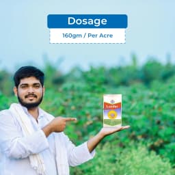 Bayer Lucifer Clodinafop Propargyl 15% WP, Post Emergence Herbicide For Control In Most Of The Important Grass Weeds In Wheat 5