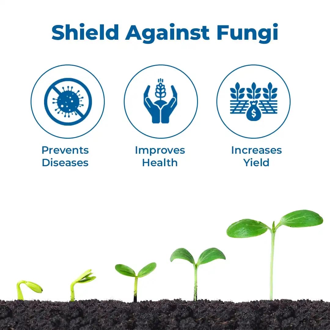 IIL Sofia Hexaconazole 4% + Carbendazim 16% SC. A highly effective fungicide with protective & curative action - Image 2