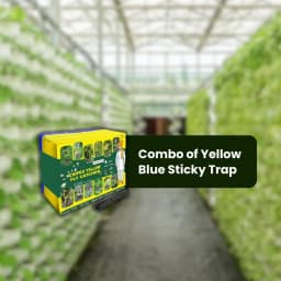 Chipku A5 Yellow & Blue Sticky Trap For Insects, For Garden & Agriculture To Control Whiteflies, Aphids, Thrips, Jassids 6