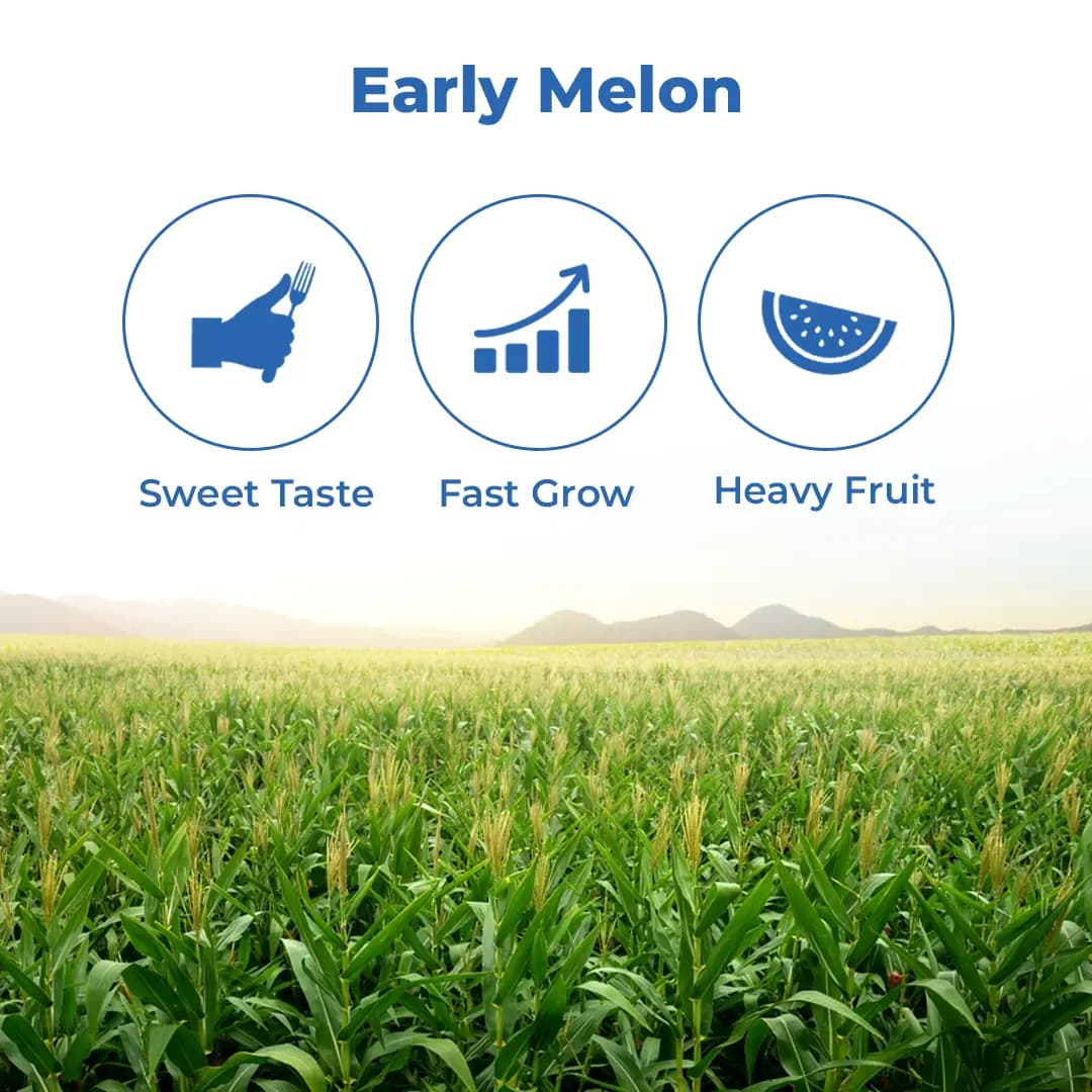 Sagar King F1 Hybrid Watermelon Seeds, Oval Shape, Ice Box Segment, For All Seasons - Image 3