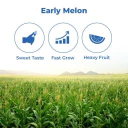 Sagar King F1 Hybrid Watermelon Seeds, Oval Shape, Ice Box Segment, For All Seasons 3