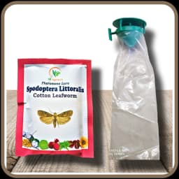 SK Agrotech Spodoptera Litura Cotton Leafworm Pheromone Trap With Lure - Effective Monitoring and Control 3