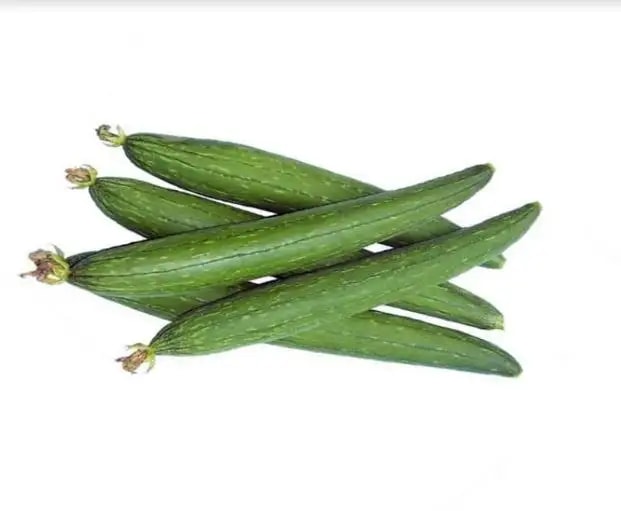 Jivit F1 Hybrid Sponge Gourd Raiyna Light Green, Gilki Ke Beej, Ghiya ke Beej.