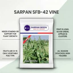 Sarpan SFB-42 Vine, Hybrid Dolichos Seeds, Dolichos Bean, Lobia Seeds, Long Fruit 1