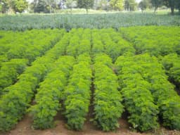 SK International Hedge Lucerne Seeds (Velimasal, Dasrath Grass Seeds) For Cattle Fodder 3