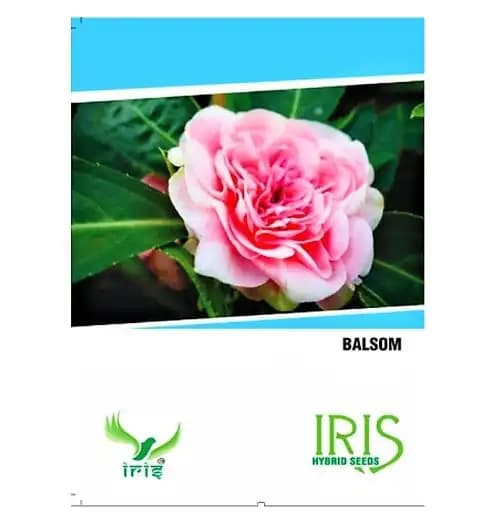 Iris Hybrid Flower Seeds Balsam, Gul Mehandi Ke Beej, Annual Flower Seeds. - Image 1