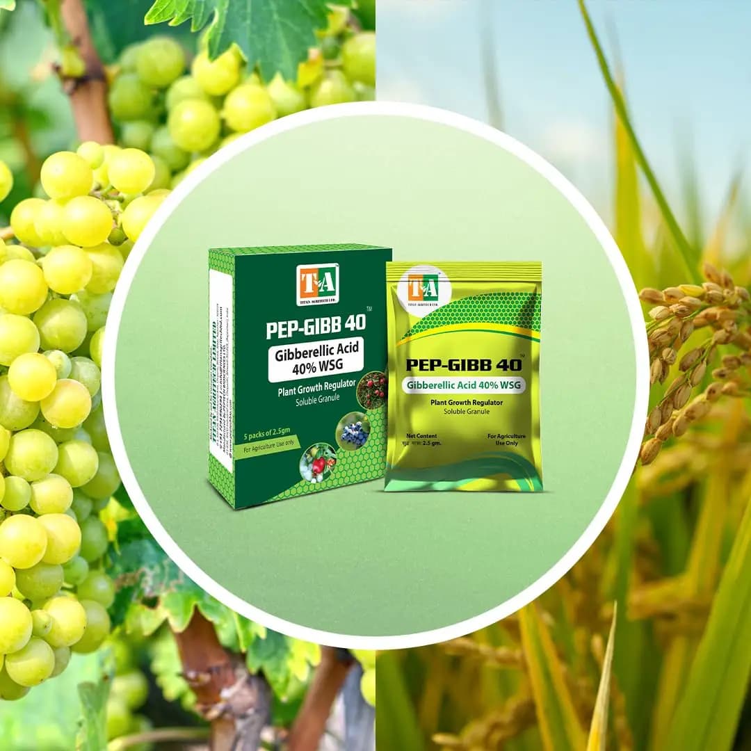 Titan Agritech PEP-GIBB 40 Gibberellic Acid 40% WSG Plant Growth Regulators, Enhances Seed Germination & Early Plant Vigor - Image 5