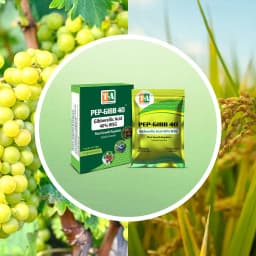 Titan Agritech PEP-GIBB 40 Gibberellic Acid 40% WSG Plant Growth Regulators, Enhances Seed Germination & Early Plant Vigor 5
