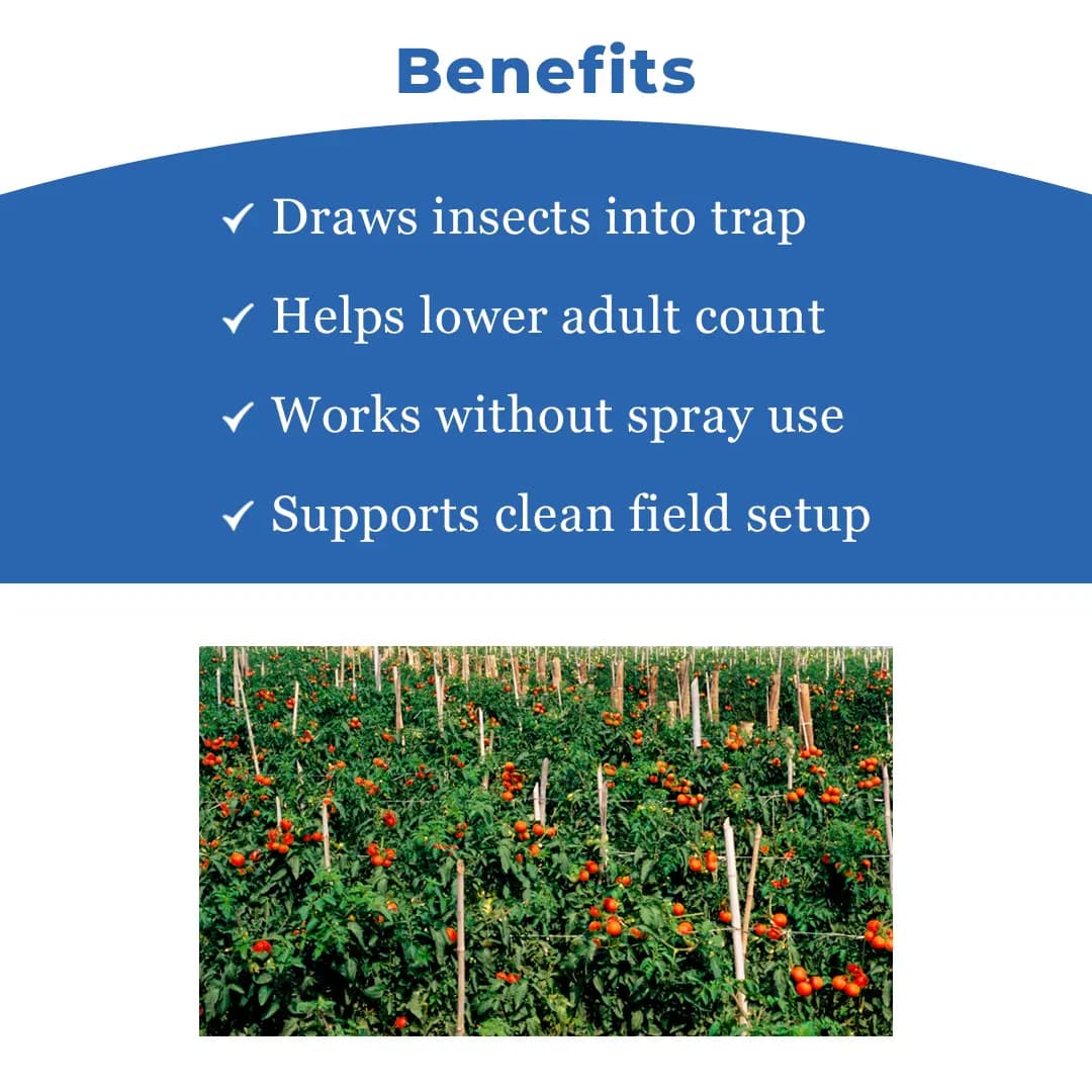 वाटर फेरोमोने ट्रैप, तू-टॉम फेरोमोन ल्यूर के साथ (टूटा एब्सोल्यूट, टोमैटो लेक्सिफमिनर) टमाटर, चेरी टमाटर और आलू के लिए उपयोगी। - Image 4