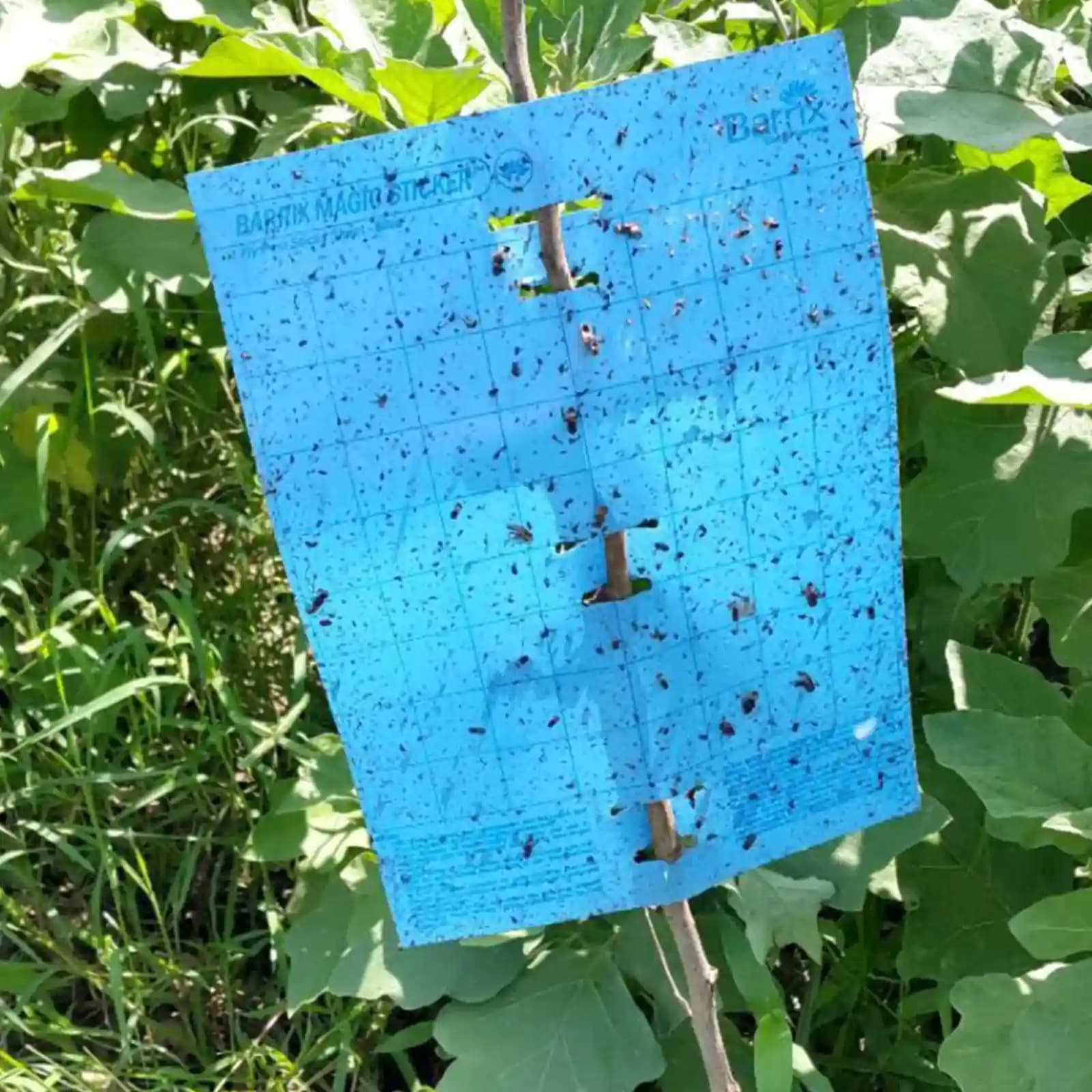 Barrix Magic Sticker - Blue Sheet, Double Side Gumming, Effective In Mass Trapping. - Image 5