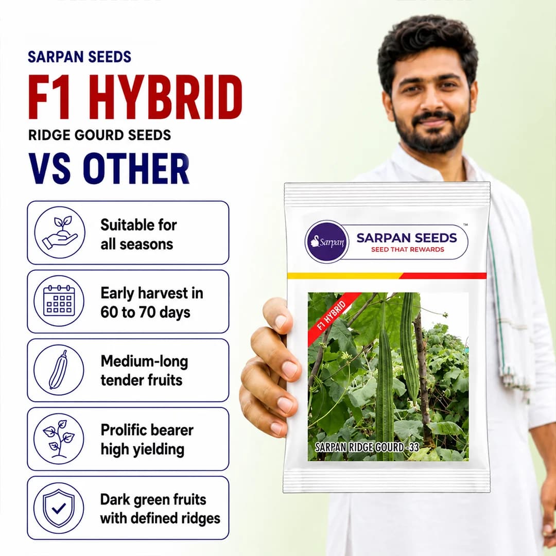 Sarpan Ridge Gourd-33 Seeds - (Turai Seeds) Hybrid Seeds, Early and Very High Yielding Variety - Image 3