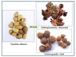 RK Seeds - Tree seeds Teak Wood Seeds (Tectona Grandis) sagwan seeds + Rosewood tree Seed + Gmelina arborea Tree Seeds, Gamhar, Gmelina arborea 3