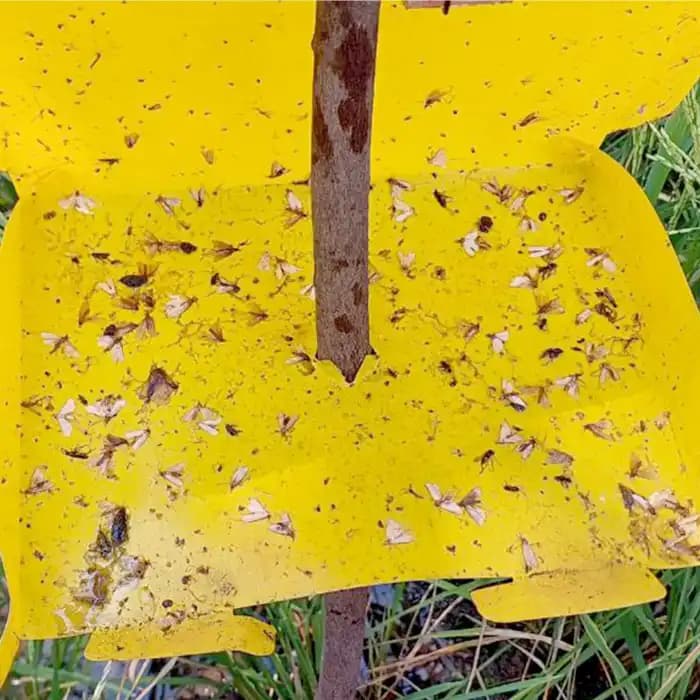 Barrix Trapper ET Trap, Yellow Stem Borer Pheromone Trap & Lure, Effective For Paddy Crop, Long-Lasting Pest Control Solution - Image 3