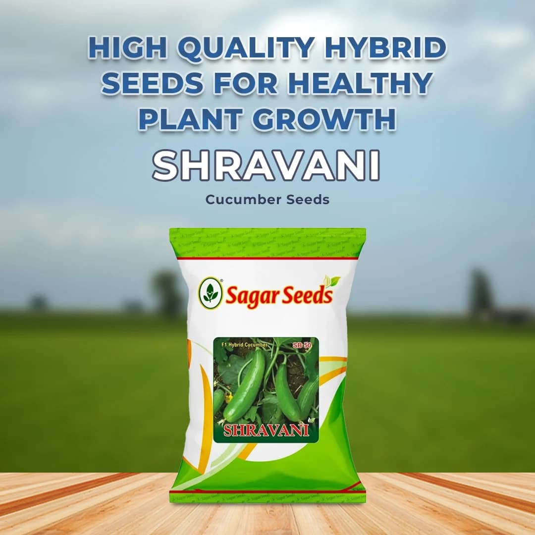 Sagar Shravani F1 Cucumber Seeds, High Yielding, Summer And Kharif Green Fruit - Image 2