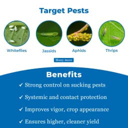 Dhanuka AREVA Thiamethoxam 25% WG Insecticide, Broad Spectrum For Aphids, Thrips And Whiteflies 3