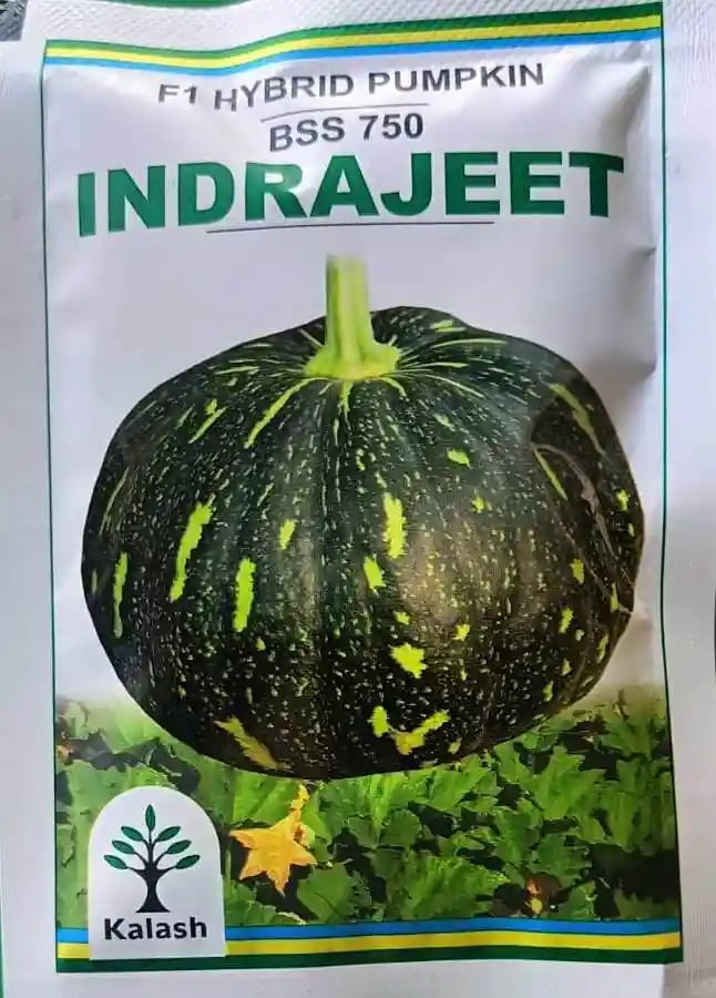 Kalash Indrajeet Pumpkin Seeds (BSS 750) - (Kaddu Seeds) Flat Round Shape, Green with White Dots