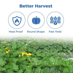 Noble NBH-King F1 Hybrid Summer Squash Seeds, High-Yield, Early Maturing, Light Green 3