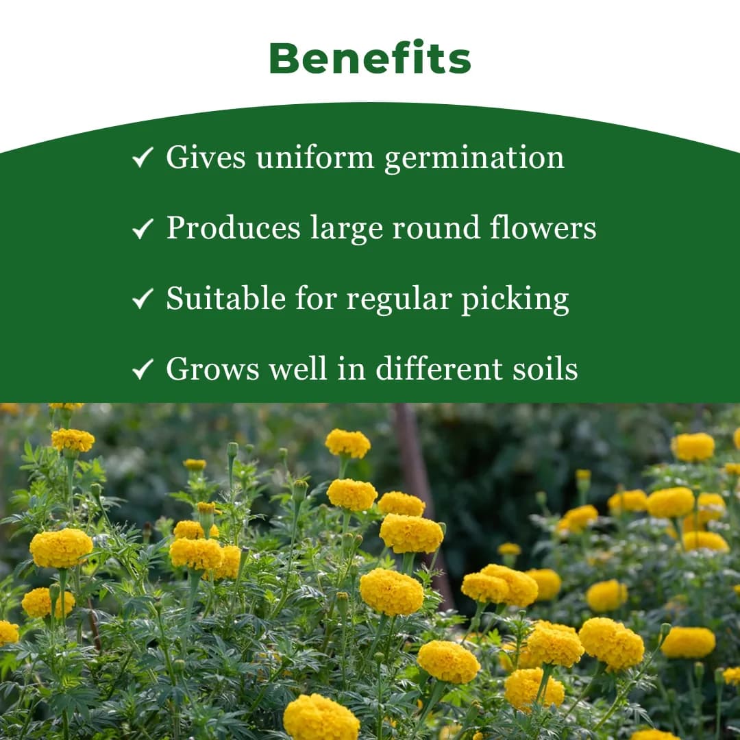 Sagar Yellow Karina F1 Hybrid Marigold Seeds, Deep Yellow, Ball-Shaped Flowers, High Yield Variety - Image 4