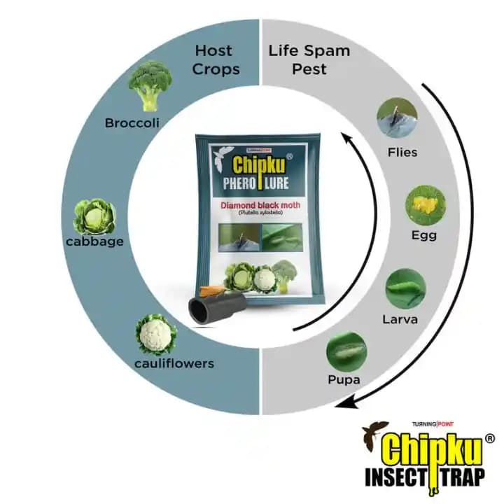 Chipku Pheromone Water Trap With Lure Plutella Xylostella To Catch Insect Diamond Black Moth (DBM) On Cabbage, Brocolli, Cauliflower Plants. - Image 8