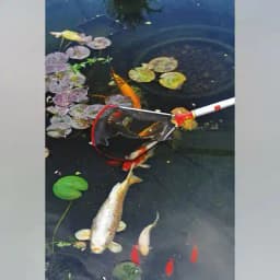 वोल्फ गार्टेन स्किम नेट (WF-M), विशेष आकार मछलियों को पकड़ने और स्थानांतरित करने के लिए आदर्श 3