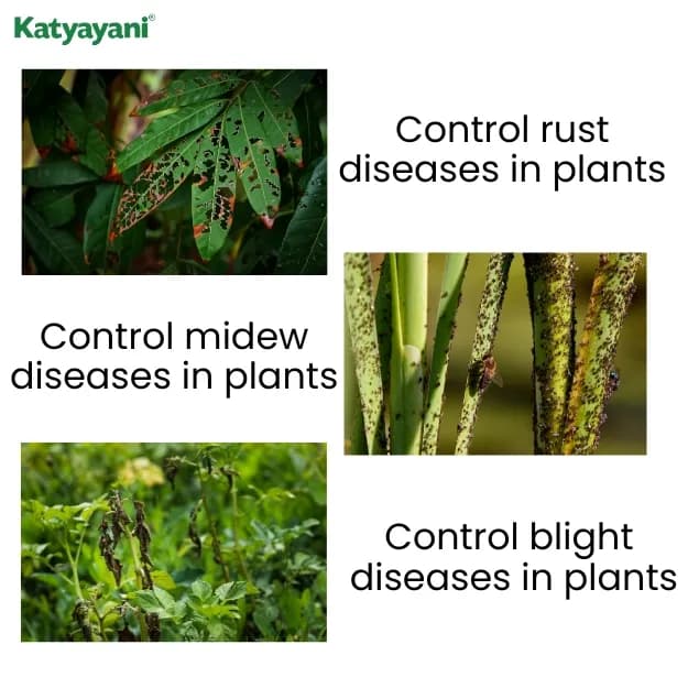 Katyayani Dr Blight Metalaxyl-M 3.3% + Chlorothalonil 33.1% SC Systemic and Contact Fungicide - Image 4