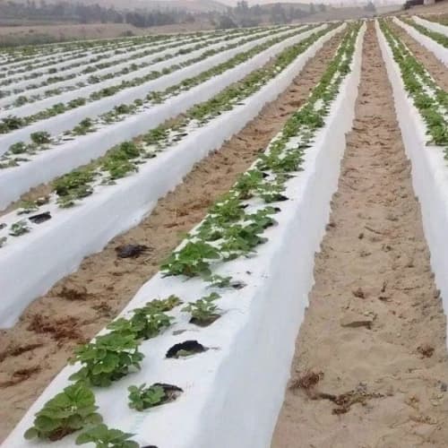 Siddhi Mulch Film, Mulching Sheet, (1.2 Meter Width x 400 Meters Length) For Agriculture & Horticulture Use (Black & White) - Image 4