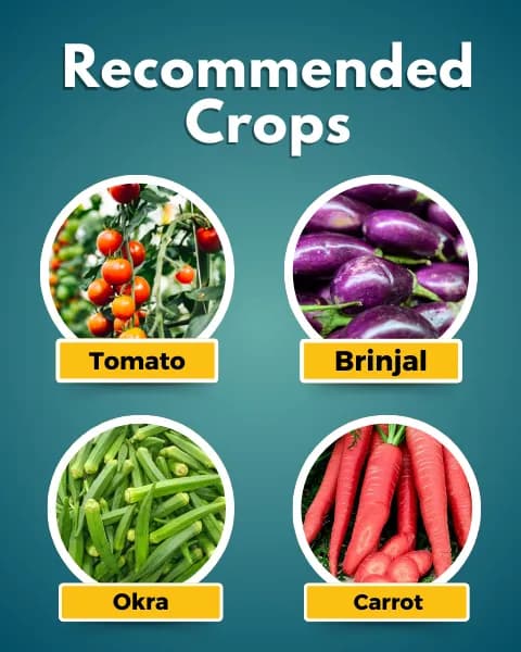 कात्यायनी नेमोटोड प्लस वर्टिसिलियम क्लैमाइडोस्पोरियम 1% डब्ल्यूपी, प्रभावी नेमाटोड प्रबंधन के लिए जैविक नियंत्रण एजेंट - Image 4