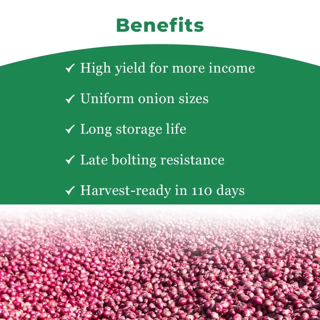 जेंटेक्स नासिक रेड (एन-53) प्याज के बीज, कांदा नां बीज, उच्च उपज देने वाली किस्म और अच्छी अंकुरण दर। - Image 4