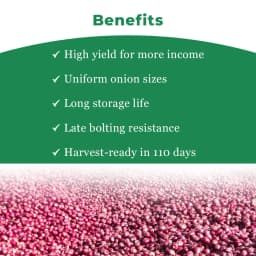 जेंटेक्स नासिक रेड (एन-53) प्याज के बीज, कांदा नां बीज, उच्च उपज देने वाली किस्म और अच्छी अंकुरण दर। 4