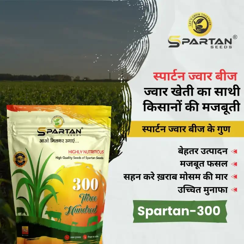 स्पार्टन 300 एफ1 संकर ज्वार के बीज, उच्च शुद्धता वाले, खरीफ, रबी और गर्मी के मौसम के लिए अनुकूल - Image 3