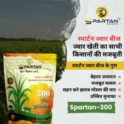स्पार्टन 300 एफ1 संकर ज्वार के बीज, उच्च शुद्धता वाले, खरीफ, रबी और गर्मी के मौसम के लिए अनुकूल 3