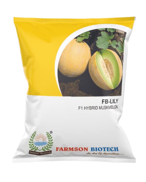 Farmson FB Lily F1 Hybrid Muskmelon Seeds, For Early Maturity and Disease Resistance